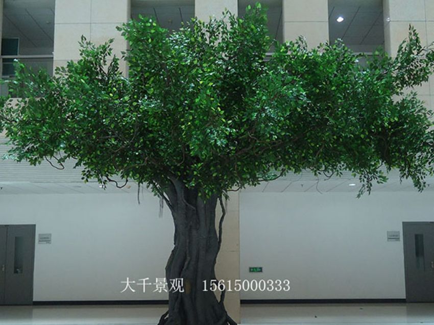 點擊查看詳細(xì)信息<br>標(biāo)題：室內(nèi)榕樹 閱讀次數(shù)：1202