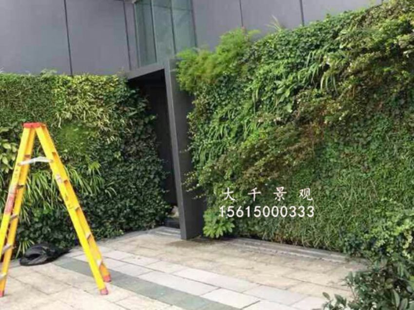 點(diǎn)擊查看詳細(xì)信息<br>標(biāo)題：綠植墻 閱讀次數(shù)：1309
