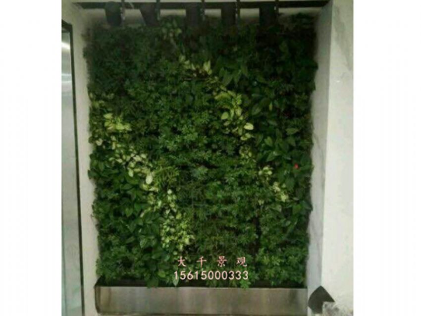 點擊查看詳細信息<br>標題：綠植墻 閱讀次數：1979